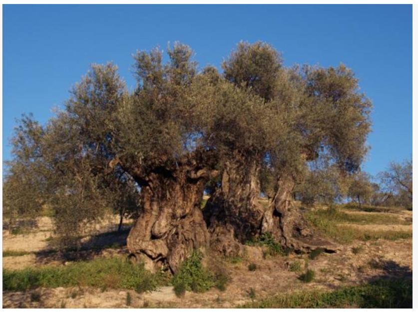 מאלגה Villa Montiel מראה חיצוני תמונה