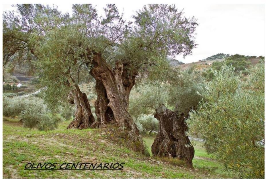 מאלגה Villa Montiel מראה חיצוני תמונה